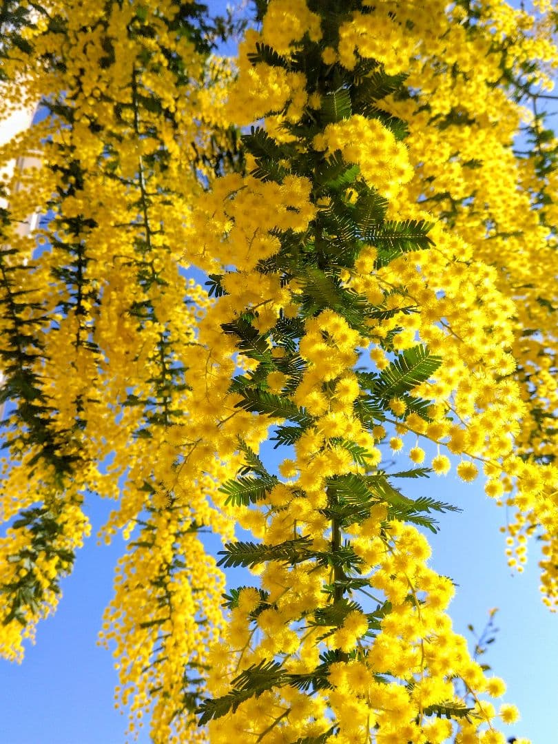 フレッシュミモザ 保水あり 80サイズ - メルカリ