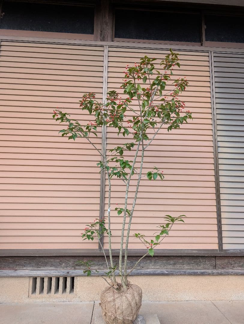 ソヨゴ　株立　雌株　①