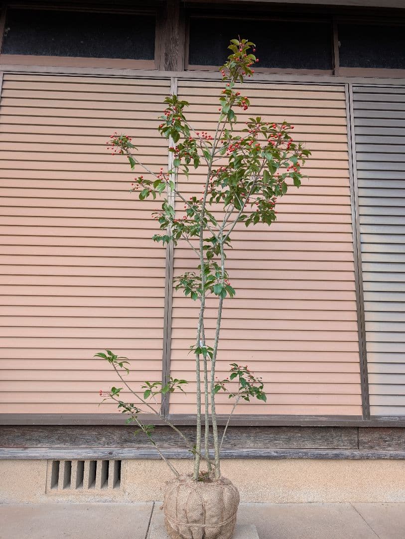 ソヨゴ　株立　雌株　①