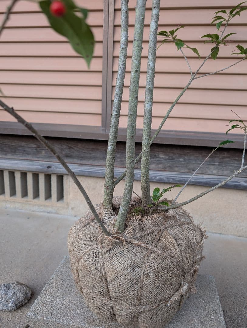 ソヨゴ　株立　雌株　①