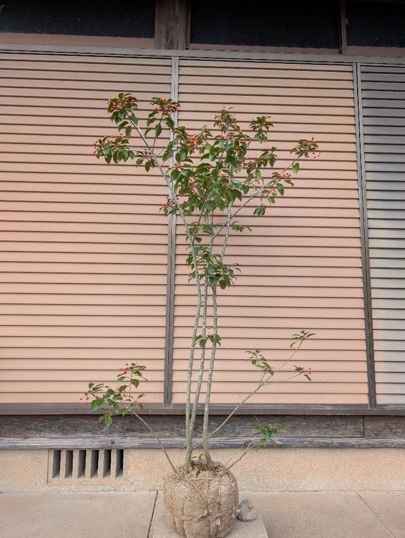 ソヨゴ　株立　雌株　①