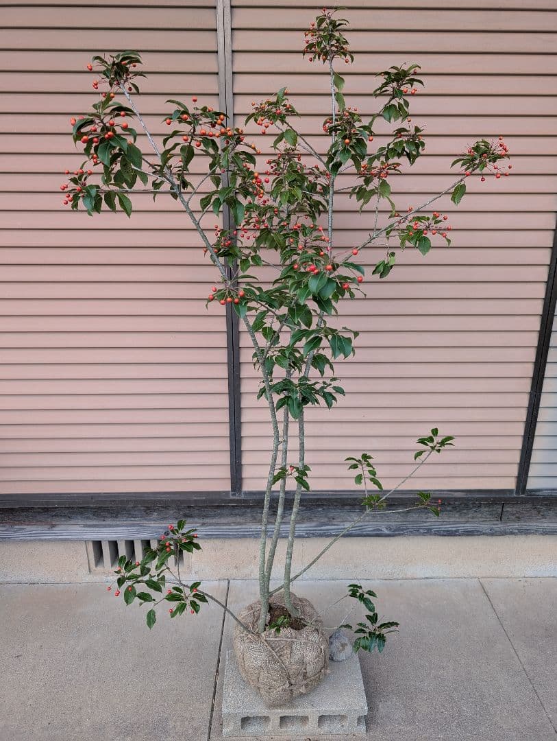 ソヨゴ　株立　雌株　①