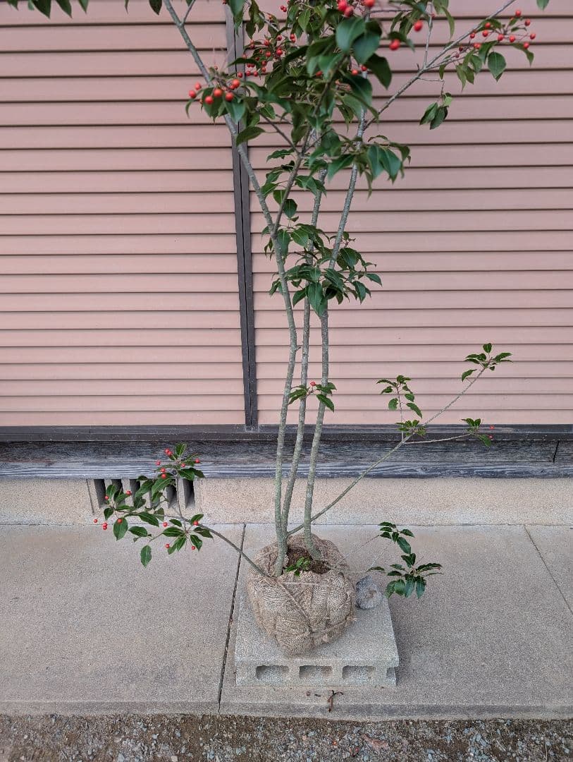 ソヨゴ　株立　雌株　①