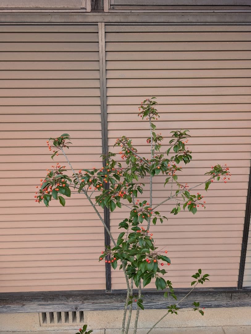 ソヨゴ　株立　雌株　①