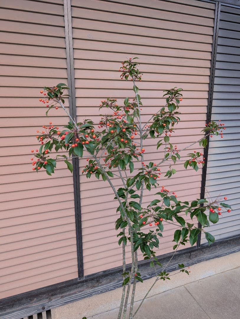 ソヨゴ　株立　雌株　①