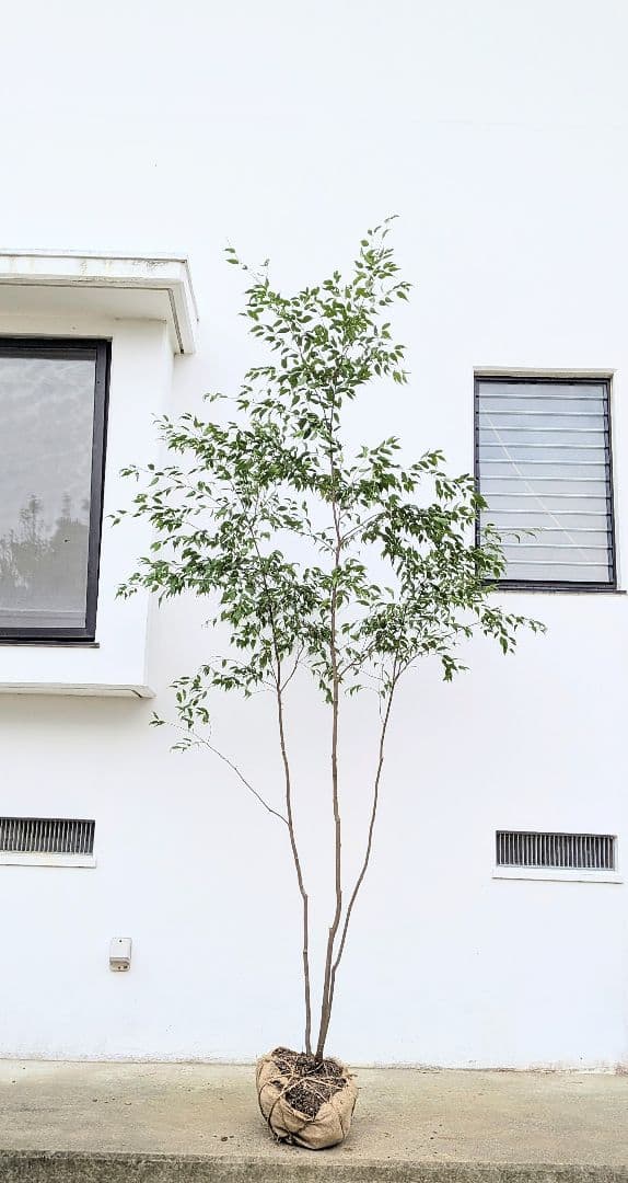 神々しく。山採りハイノキ。