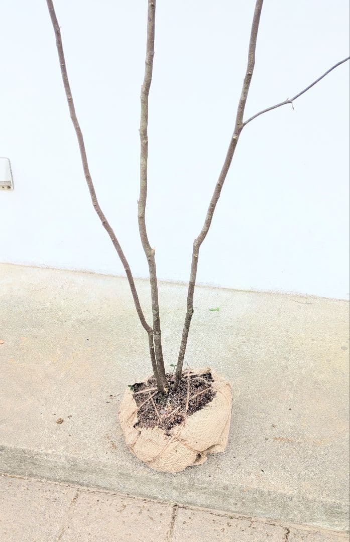 神々しく。山採りハイノキ。