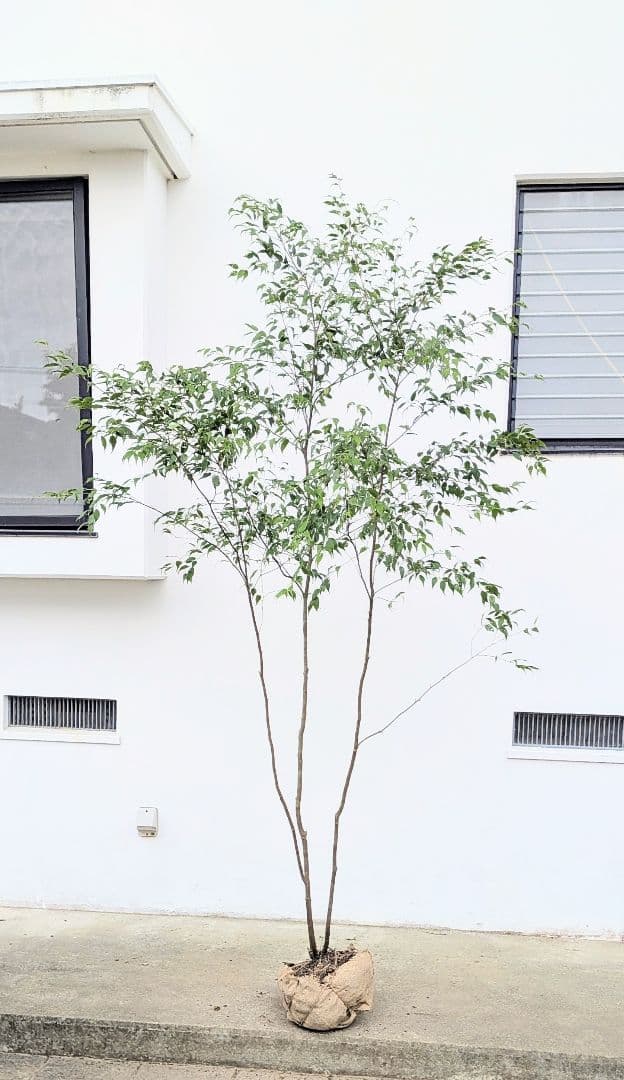 神々しく。山採りハイノキ。