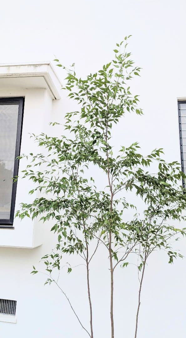 神々しく。山採りハイノキ。