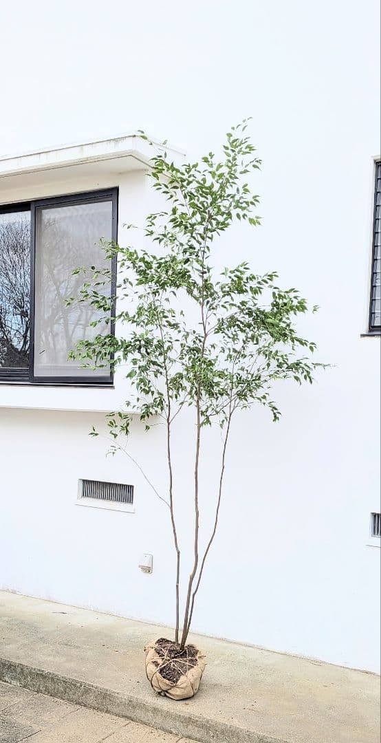 神々しく。山採りハイノキ。