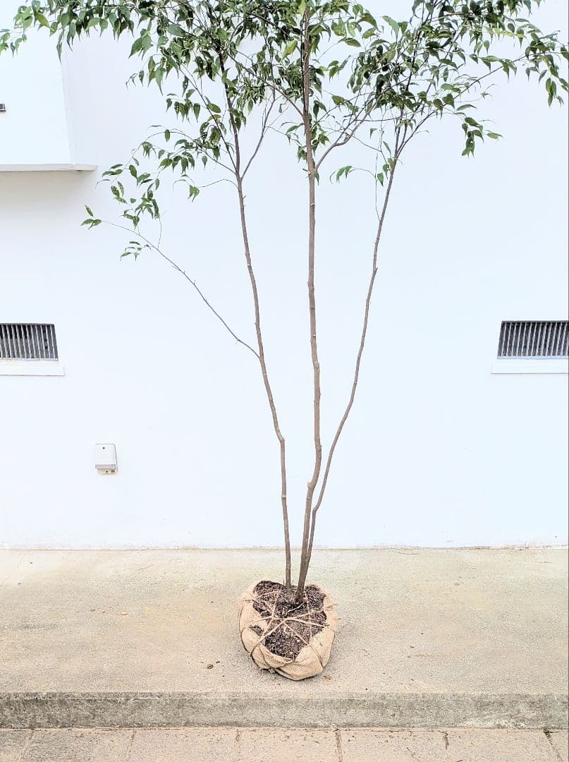 神々しく。山採りハイノキ。