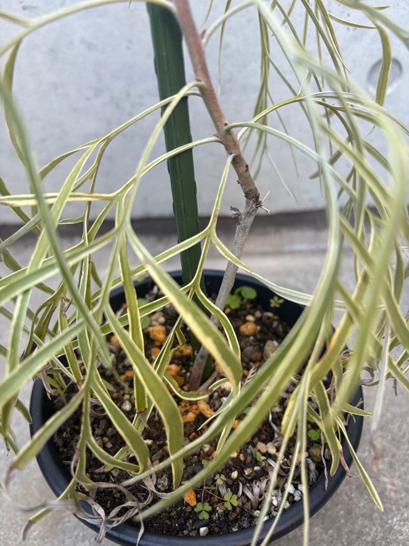 希少 グレビレア ハニーワンダー ①