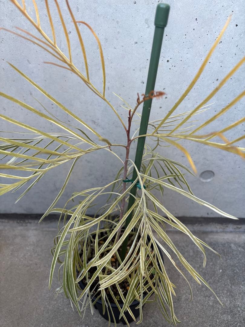 希少 グレビレア ハニーワンダー ①