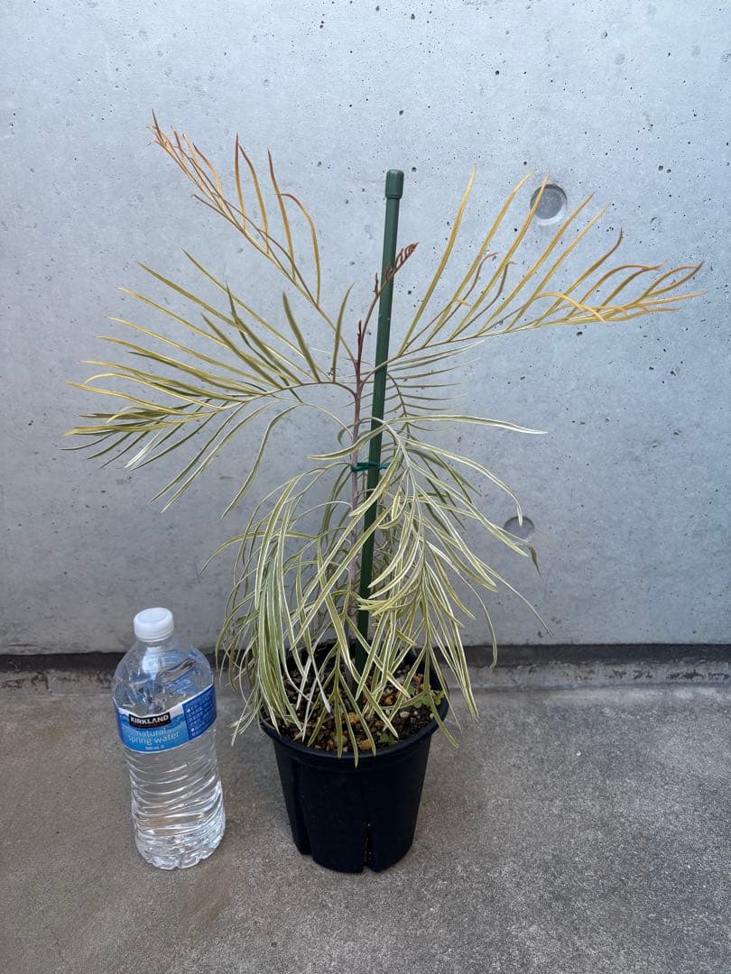 希少 グレビレア ハニーワンダー ①