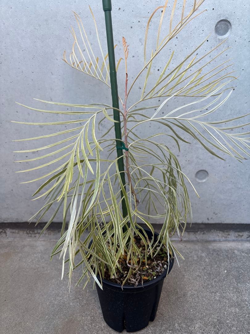 希少 グレビレア ハニーワンダー ①