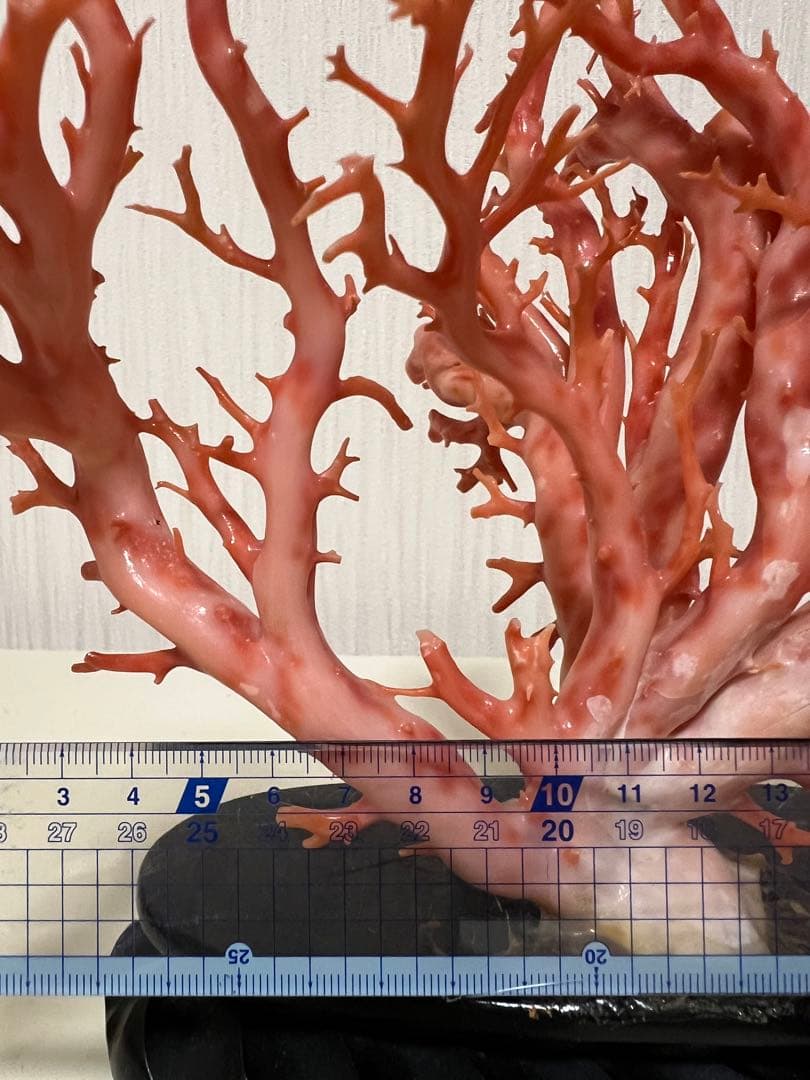 天然深海赤珊瑚 ピンク珊瑚 枝珊瑚 置物 宝石 原木 sango サンゴ 希少