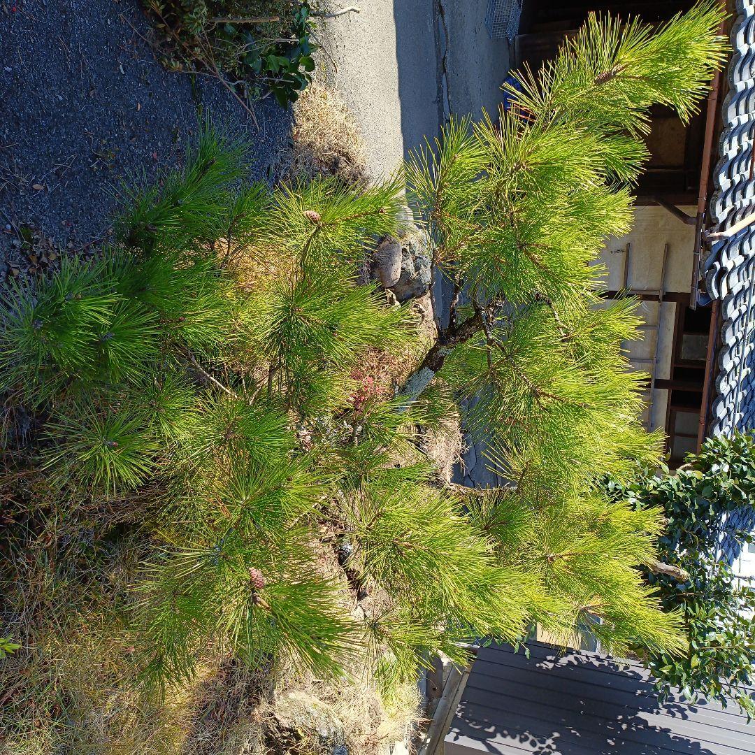 松の盆栽 大型 苔付き　石付け