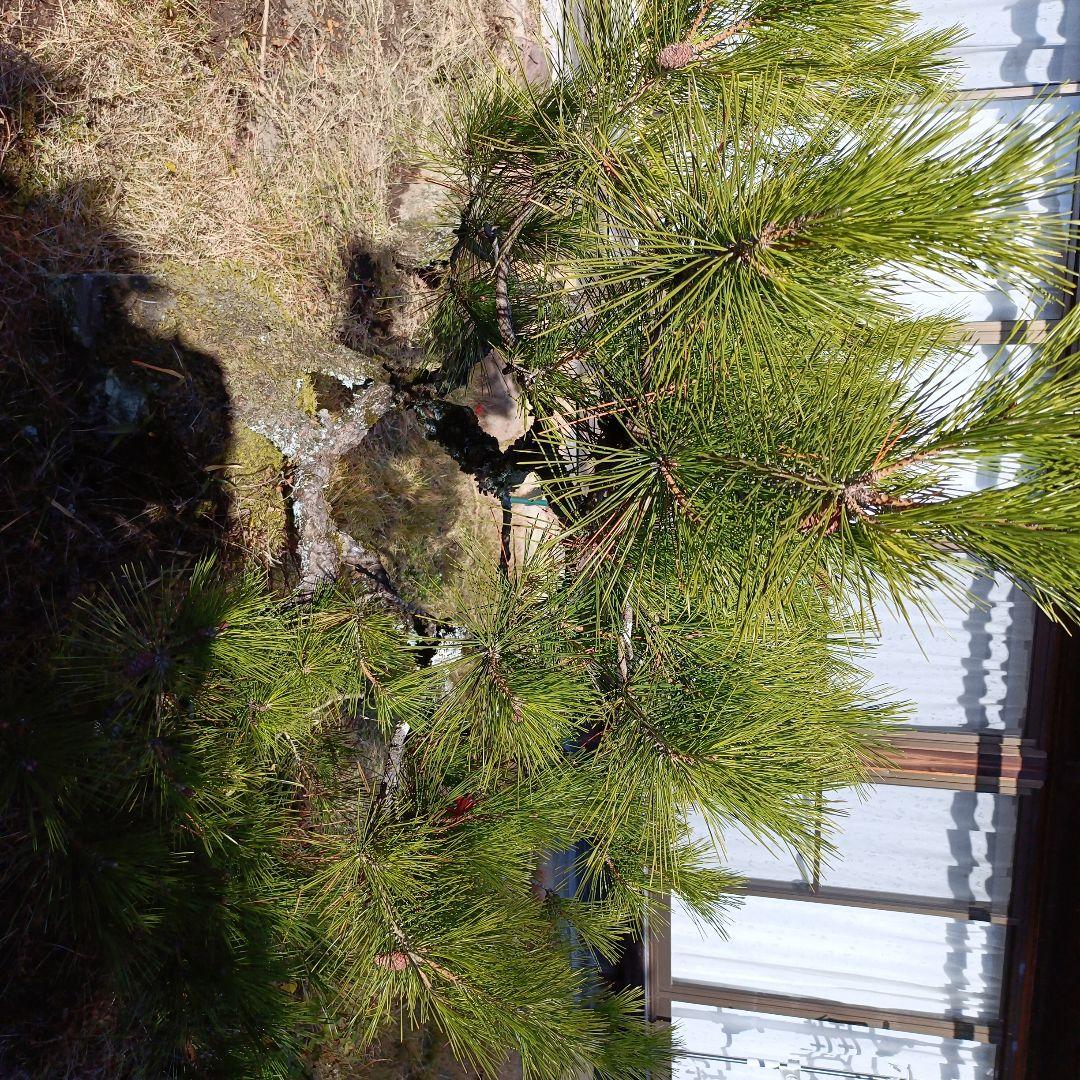松の盆栽 大型 苔付き　石付け