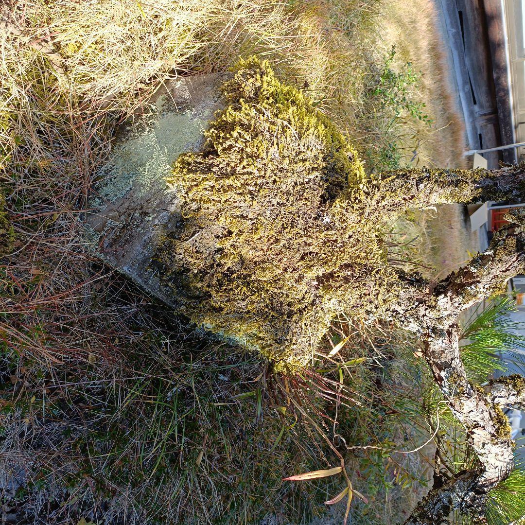 松の盆栽 大型 苔付き　石付け