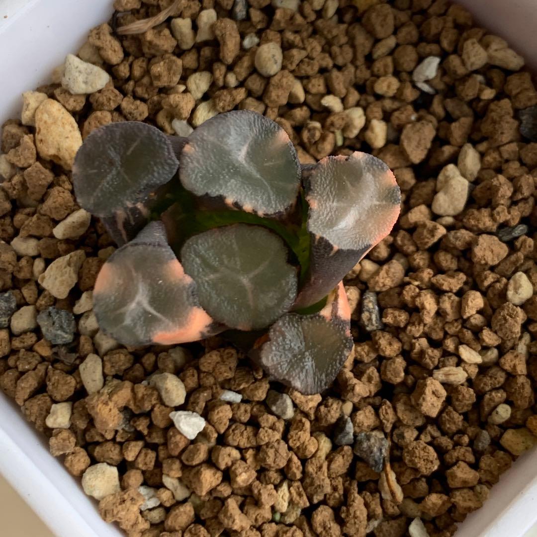 多肉植物 ハオルチア 万象錦 山の翠 - メルカリ