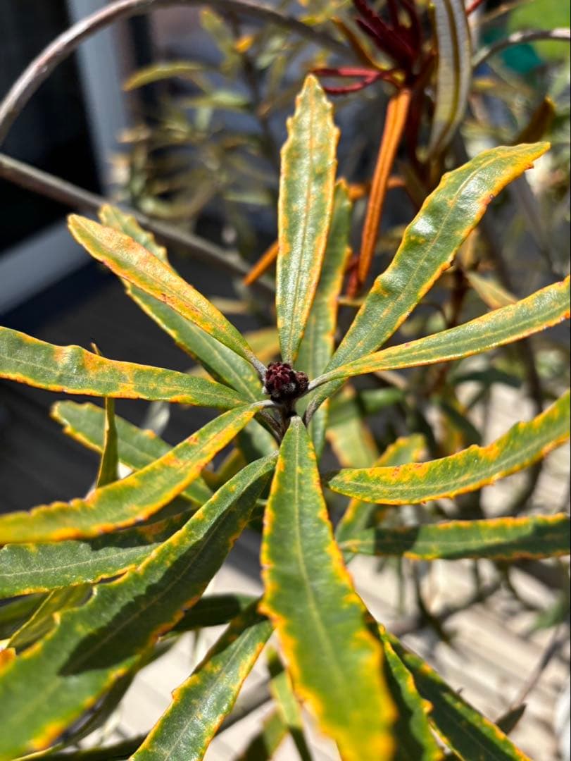 バンクシアプラジオカルパ　ブルーバンクシア　激レア　超希少！