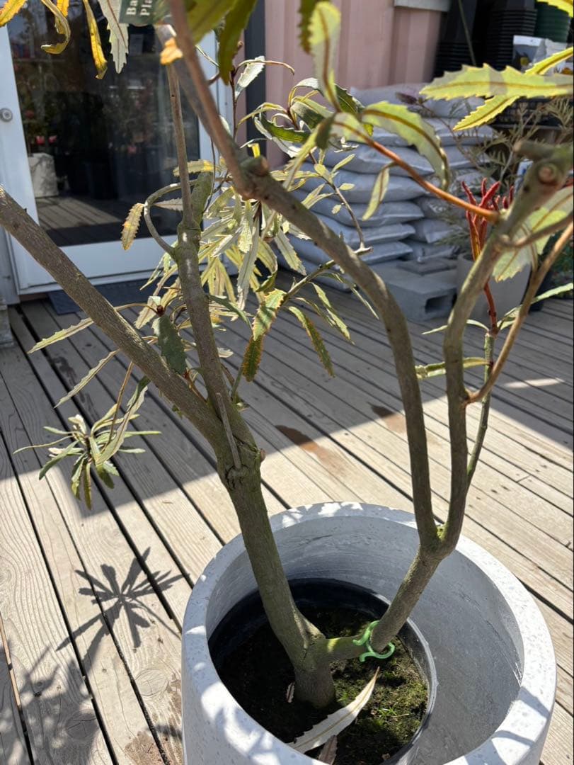 バンクシアプラジオカルパ　ブルーバンクシア　激レア　超希少！