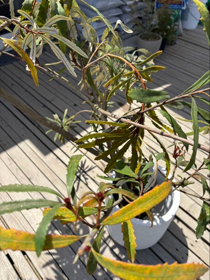 バンクシアプラジオカルパ　ブルーバンクシア　激レア　超希少！