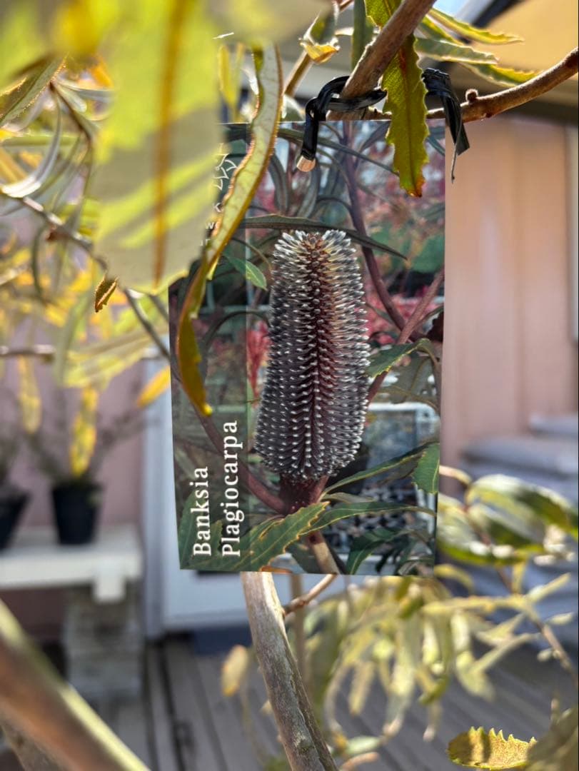 バンクシアプラジオカルパ　ブルーバンクシア　激レア　超希少！