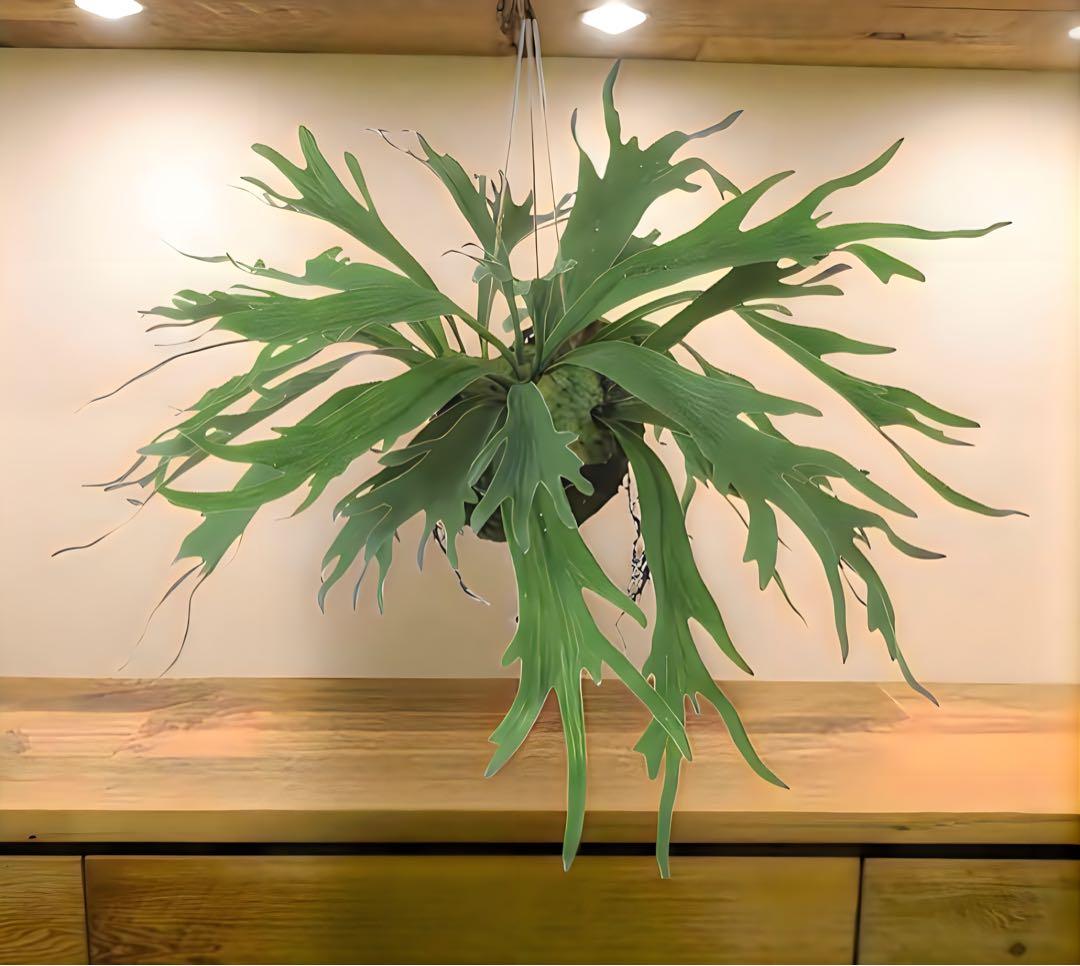 光触媒　人工観葉植物　ウォールグリーン　フェイクグリーン　コウモリランモスボール