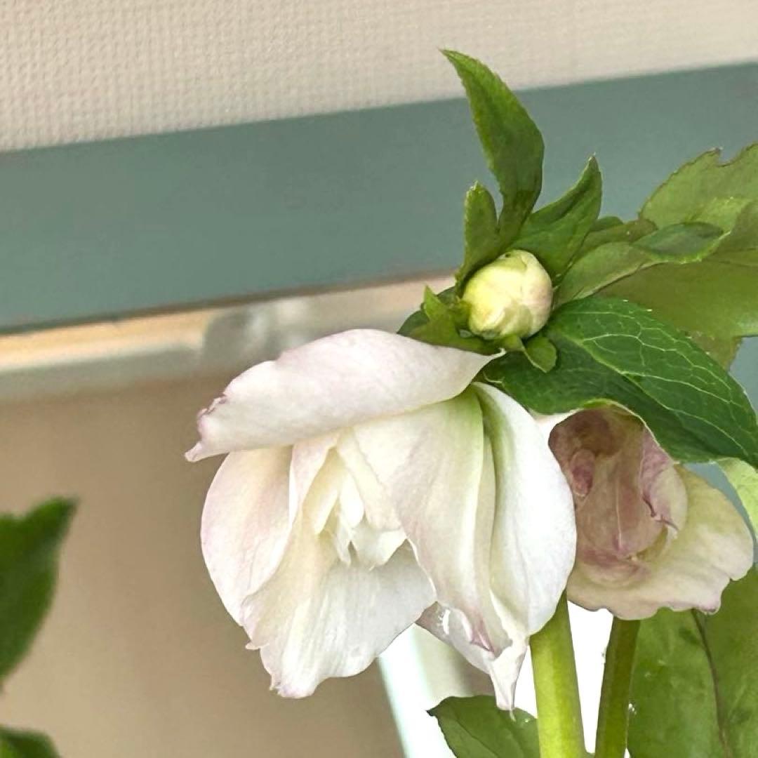 【野田園芸】クリスマスローズ　ダブル　ホワイト系ピコティ　《1/25》