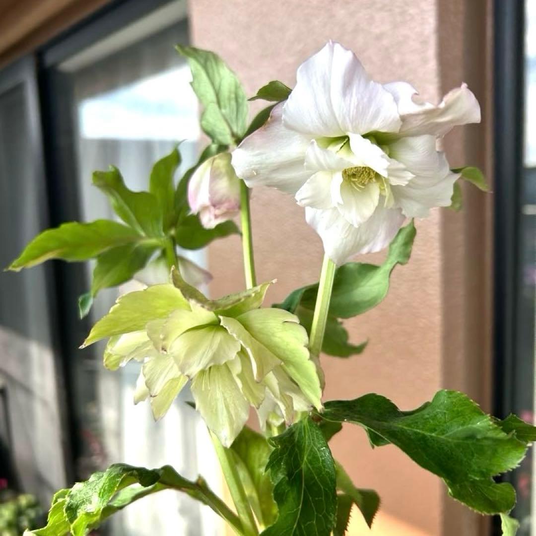 【野田園芸】クリスマスローズ　ダブル　ホワイト系ピコティ　《1/25》