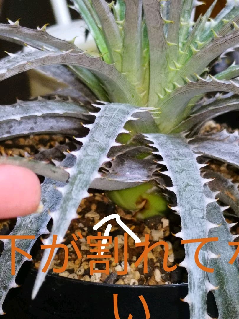 見本　途中で消します文頭ができるものと、まだできないものを載せました。ディッキア