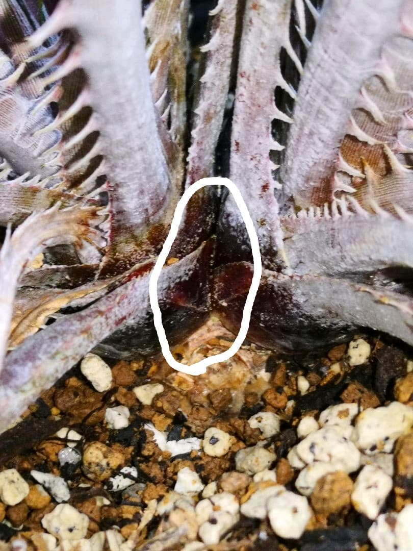 見本　途中で消します文頭ができるものと、まだできないものを載せました。ディッキア