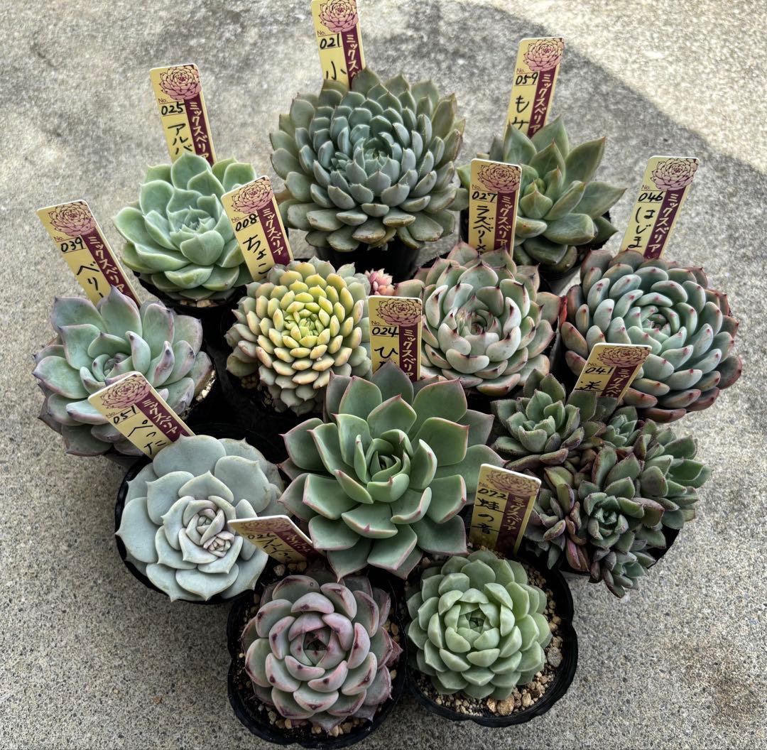 ミックスベリア12種 札付き① - メルカリ