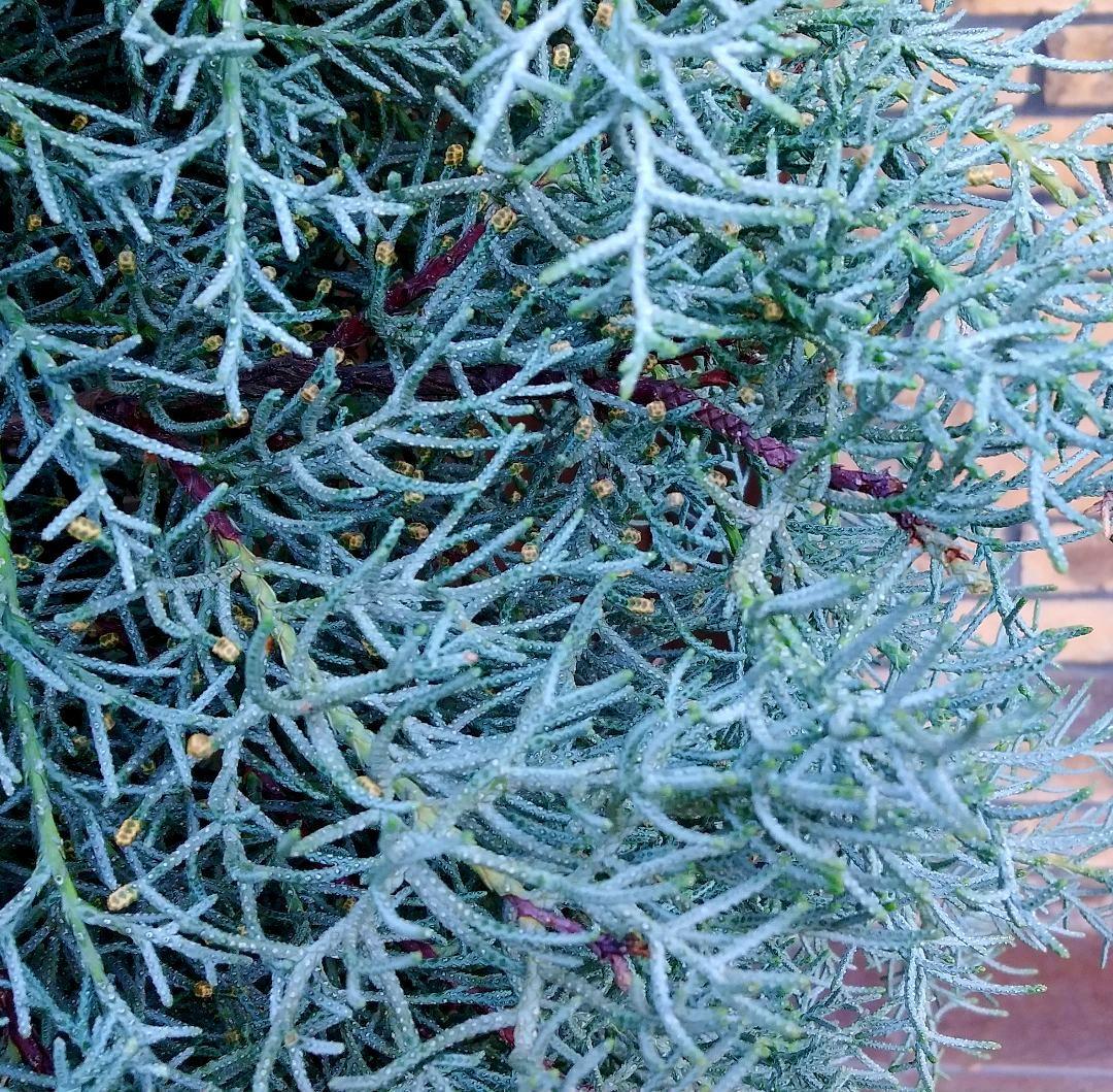 コニファーブルーアイス 苗木 大型165cm❗綺麗な葉色 シルバーブルー