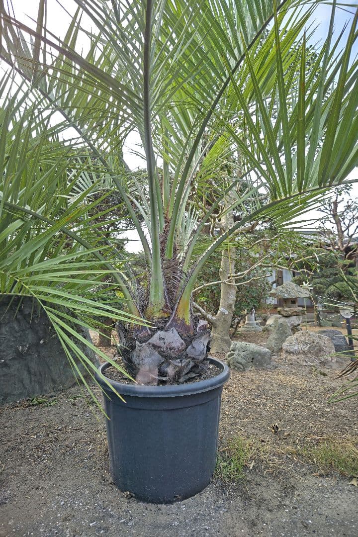 ココスヤシ　３本セット　【引取限定】