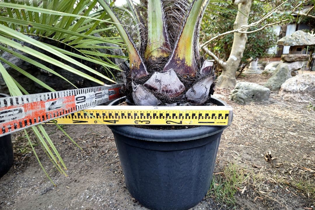 ココスヤシ　３本セット　【引取限定】