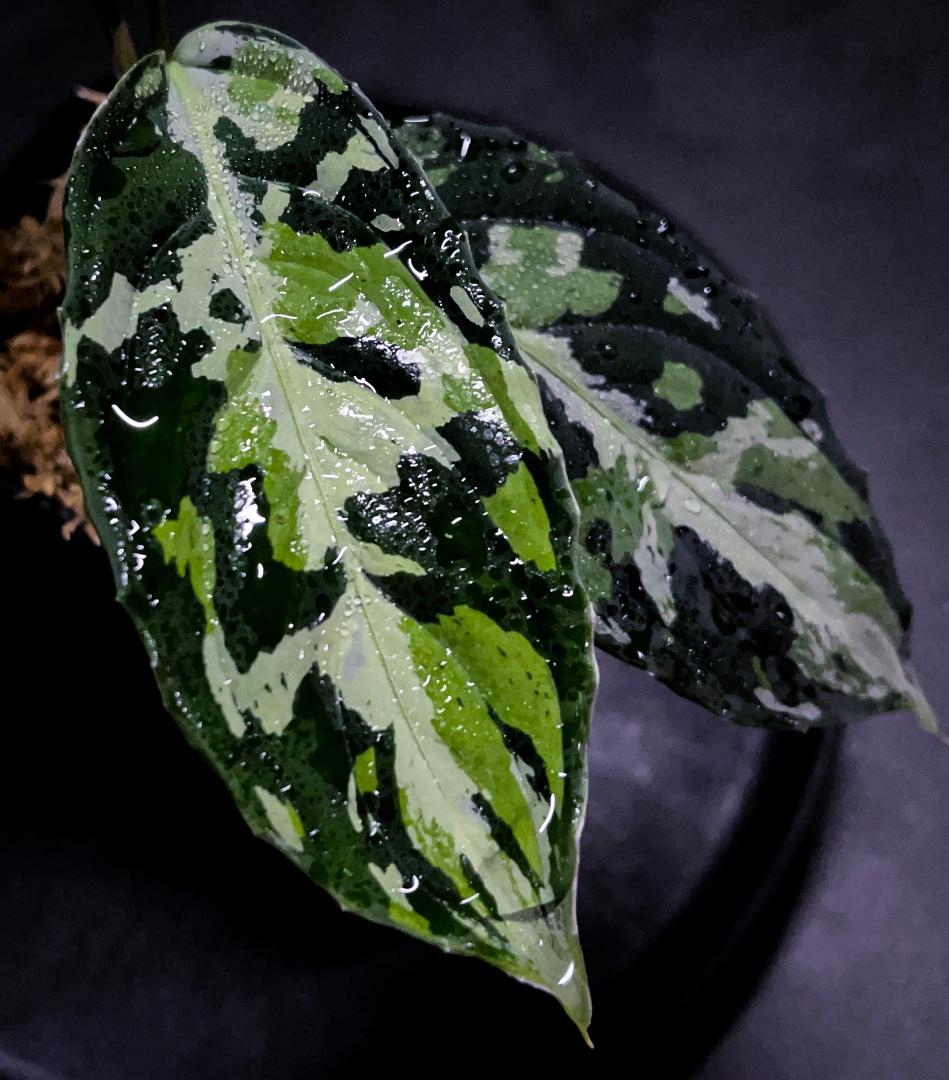 南スマトラ産-現地便です- マルチカラー アグラオネマ ピクタム 13