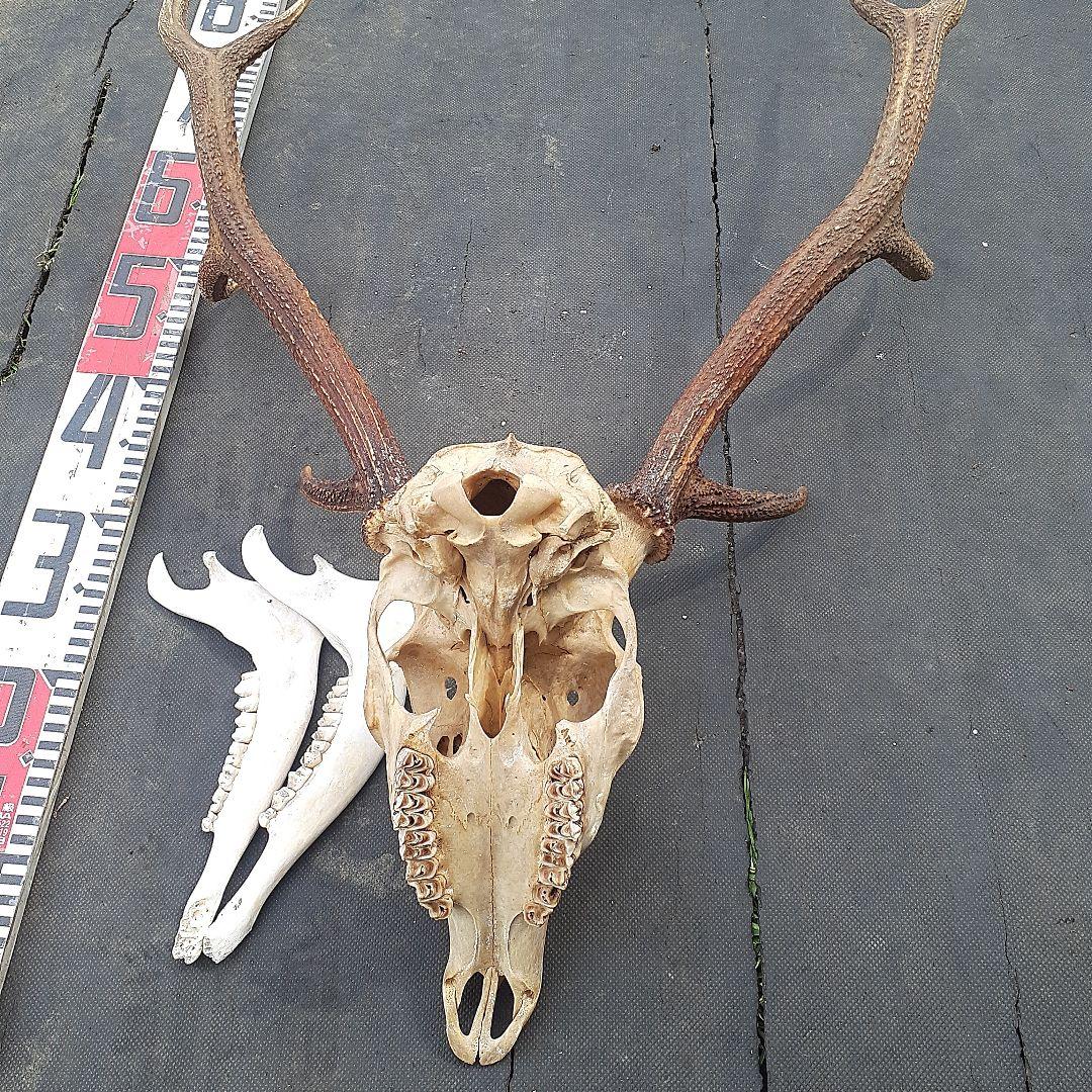 鹿 ニホンジカ 鹿角 剥製 頭骨 スカルトロフィー 頭蓋骨 ニホンジカ