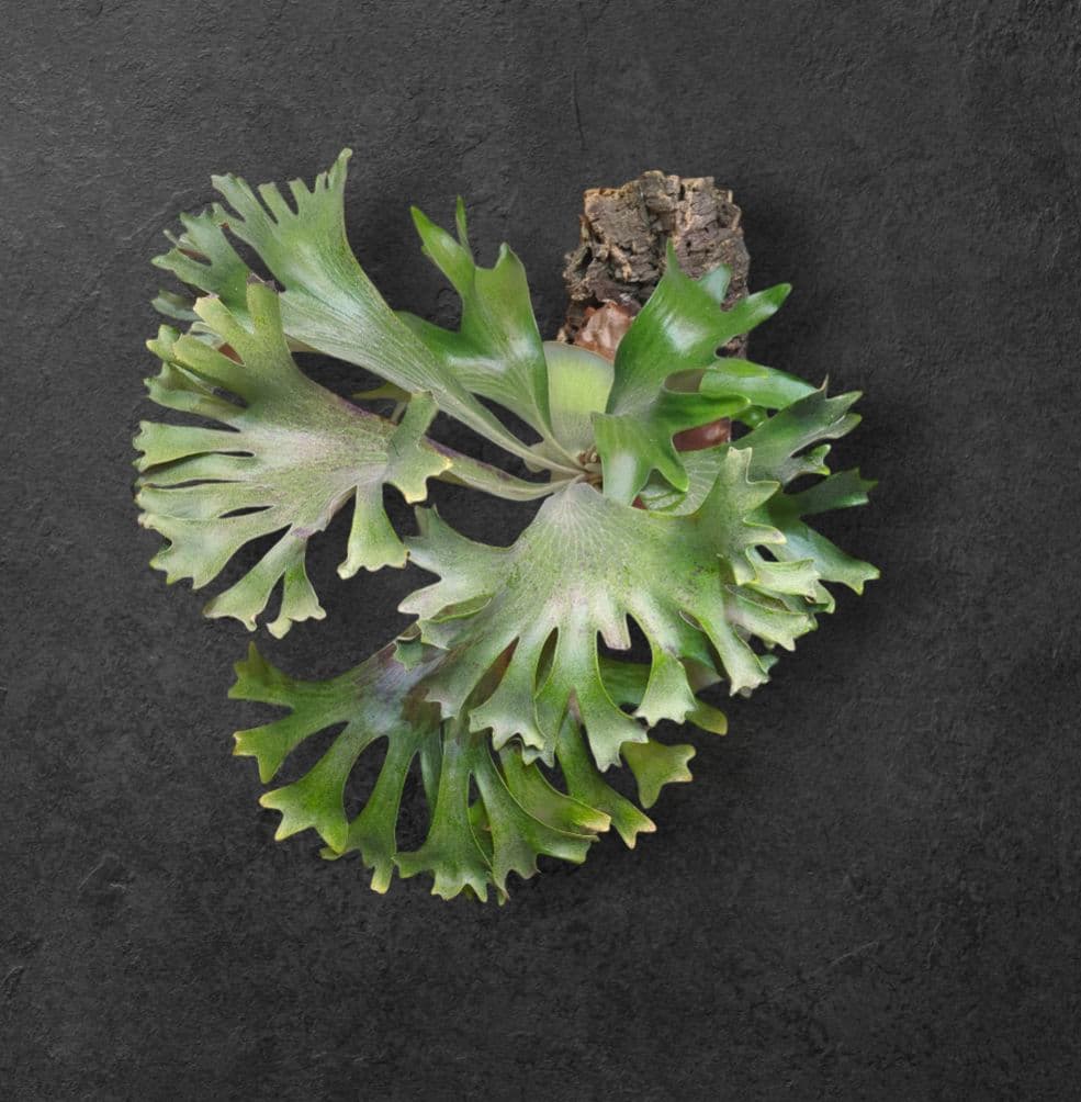 胞子】P. HAS 'Over whelming'/ビカクシダ - メルカリ