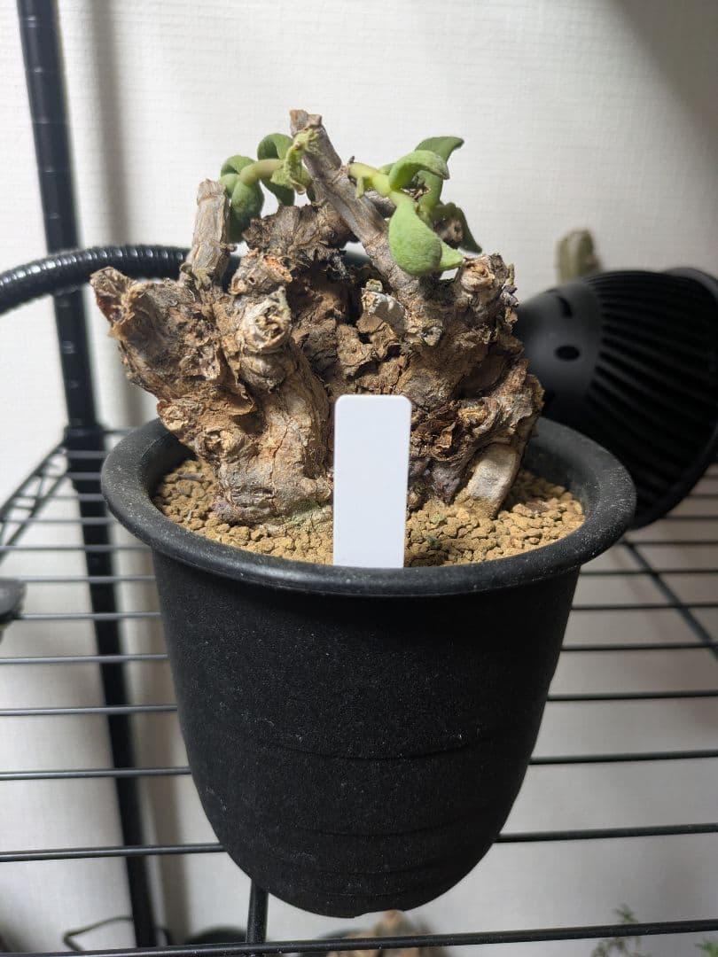 ケラリア ピグマエア 発根済み 鉢発送 大