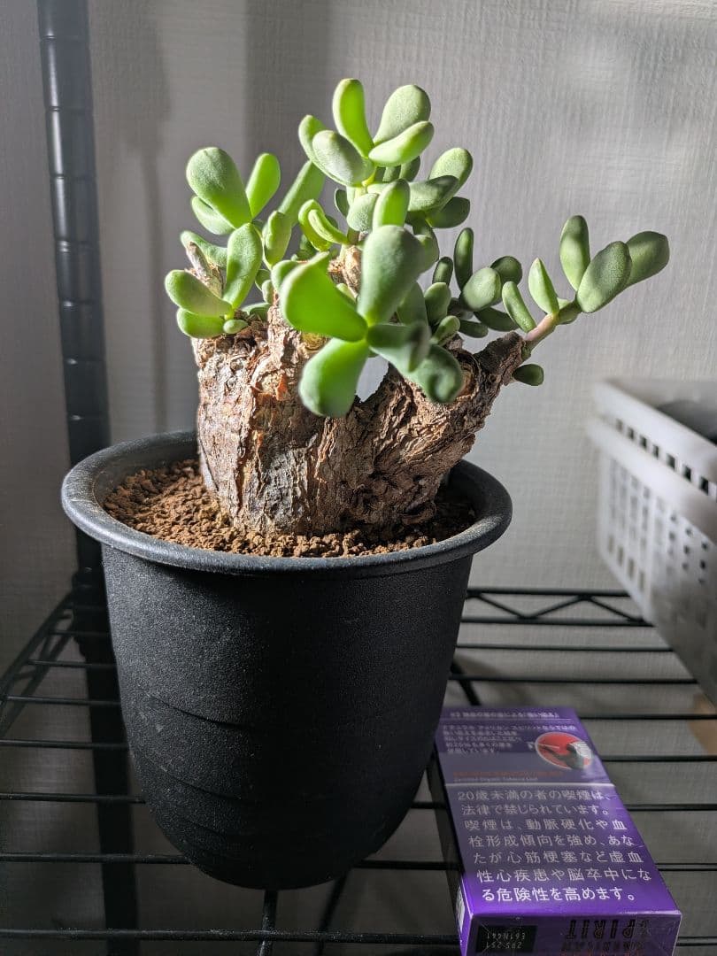 ケラリア ピグマエア 発根済み 鉢発送 大