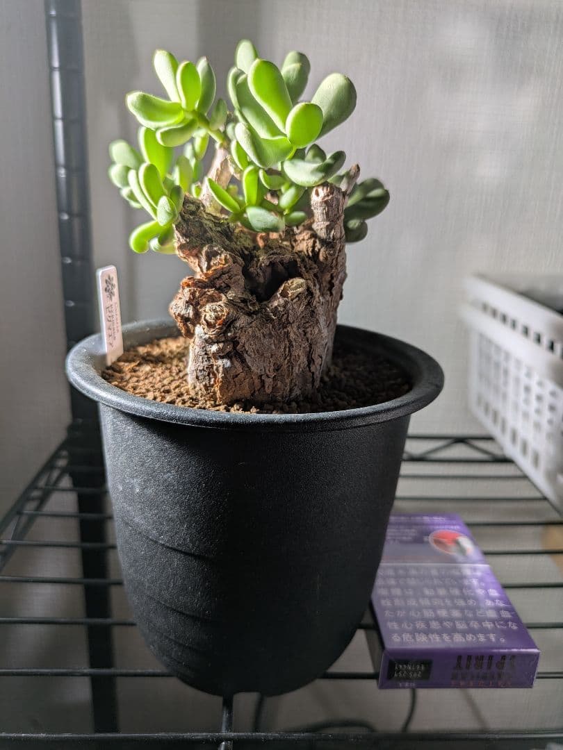 ケラリア ピグマエア 発根済み 鉢発送 大