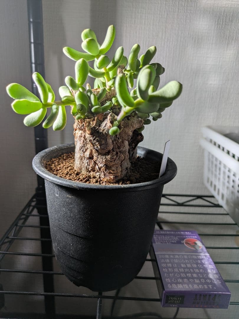 ケラリア ピグマエア 発根済み 鉢発送 大