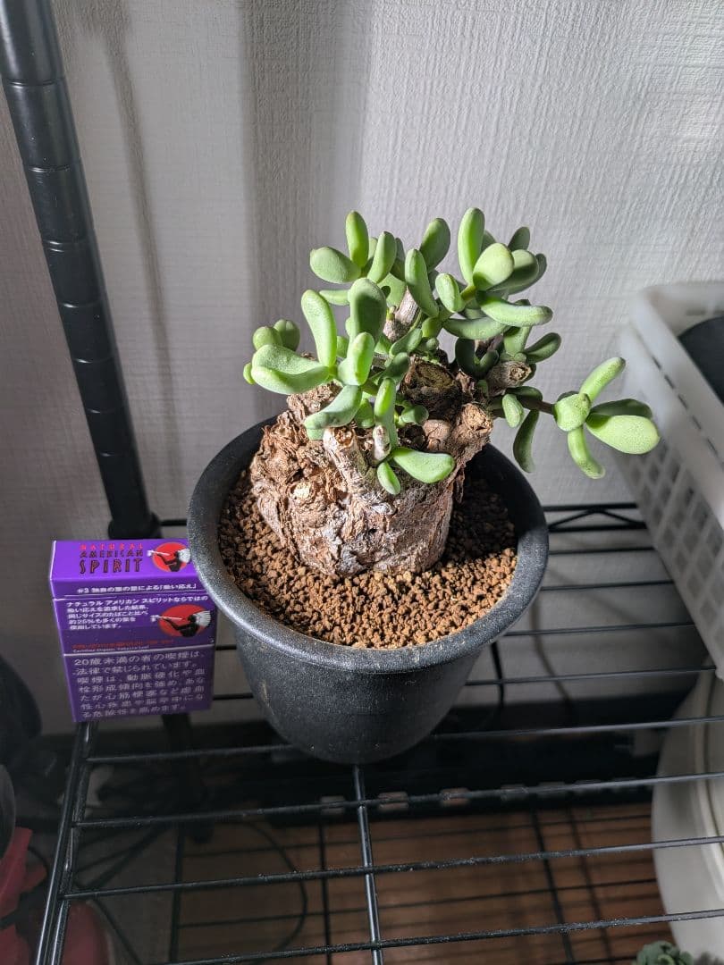 ケラリア ピグマエア 発根済み 鉢発送 大