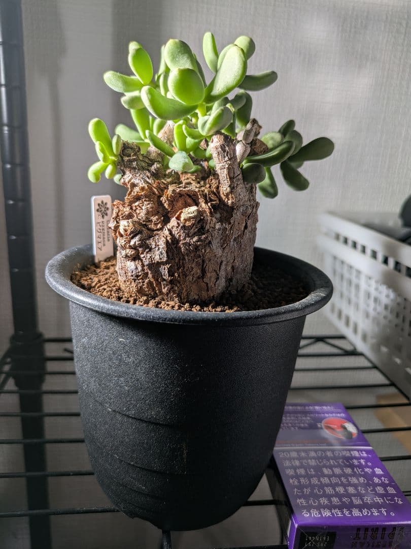 ケラリア ピグマエア 発根済み 鉢発送 大