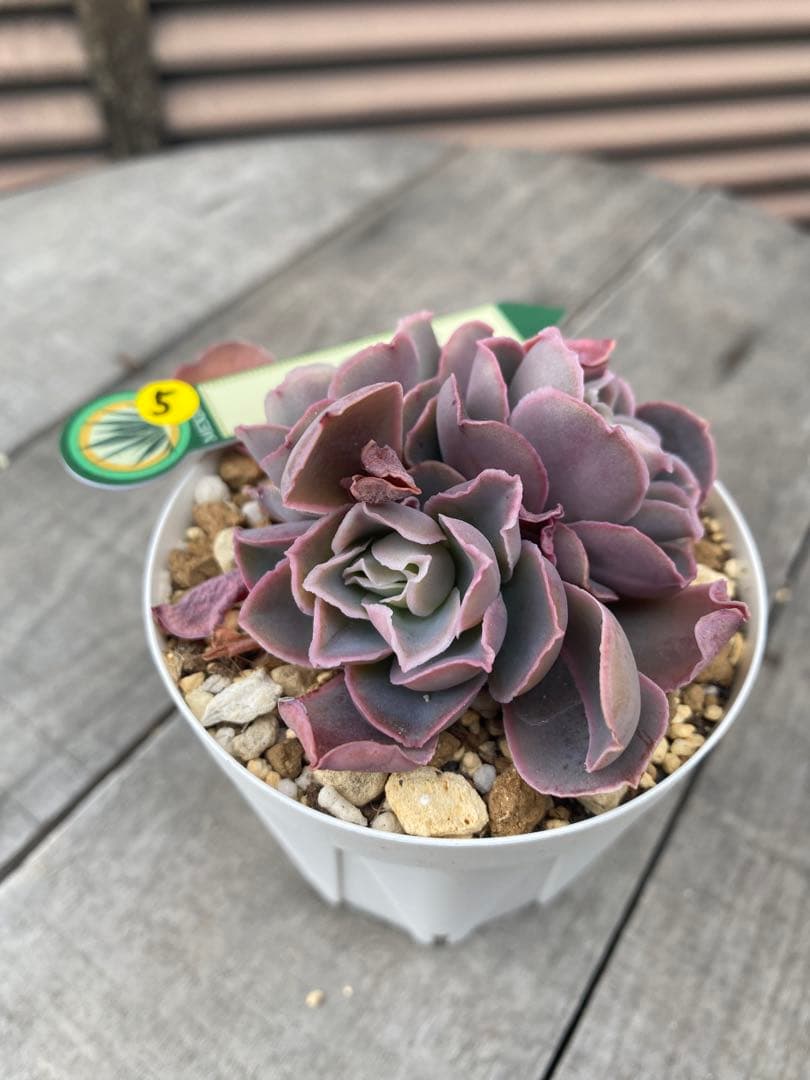 5 三頭　原種　チャザロイ　Chazaroi エケベリア 紫色