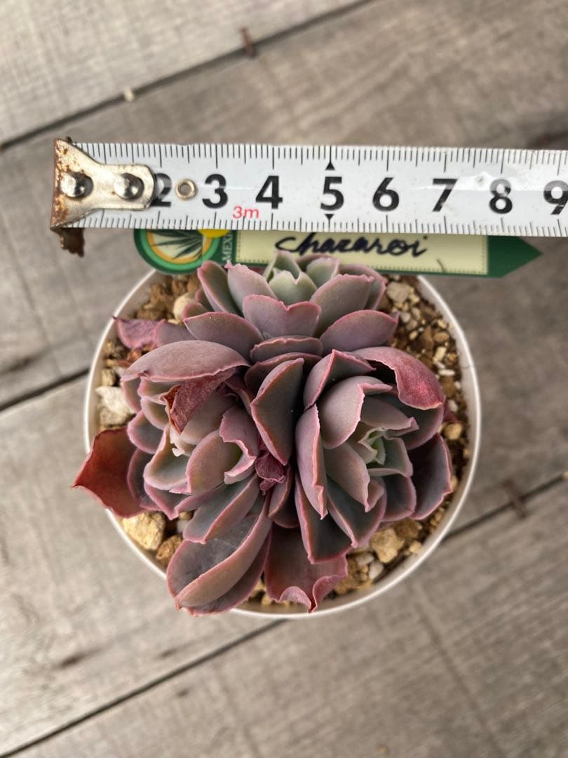 5 三頭　原種　チャザロイ　Chazaroi エケベリア 紫色