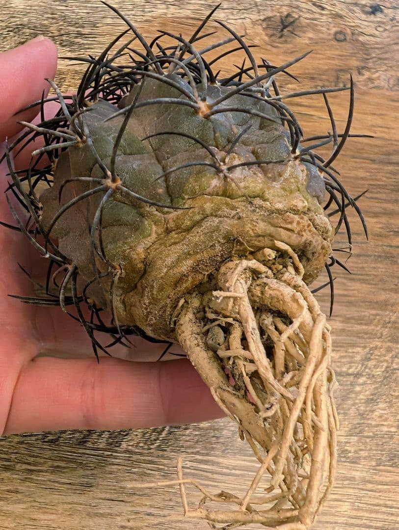 ゴ*ン様 【希少】コピアポア　グリセオビオラセア　栗星玉　現地球カキコ　発根済み