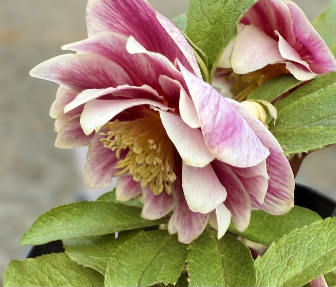 ★札付き★可愛い！ソレイユ　ピンク　ホワイトゴールド覇輪★クリスマスローズ開花株